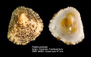 Patella piperata